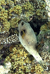 IMG_0918rf_Maldives_Madoogali_House reef _Tetrodon jaune ou poisson ballon a taches noires_Arothron nigropunctanus